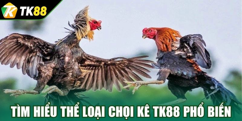 Tìm hiểu thể loại chọi kê TK88 phổ biến